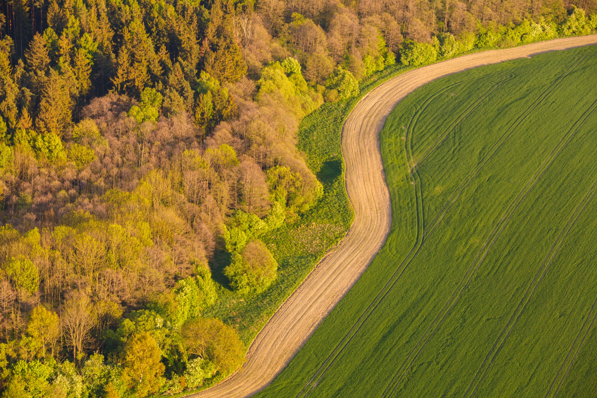 aerial-view-of-trees-1447849742NSa