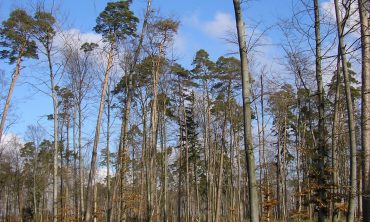 Eintauchen in die Forst- und Holzwirtschaft, vom Anfang bis zum Ende