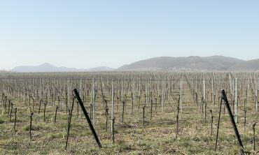 Bauklasse Holz – WeinWirtschaft – Neues Bauen im ländlichen Außenbereich der Südpfalz – noch in Klärung : 01/10/2025 10:30